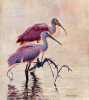 Spoonbill Splendor I 18"x16"